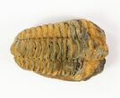2 to 3" Calymene (Colpocoryphe) Trilobite Fossils - Photo 2